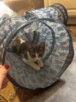 Crossy -  Tabby Cat for Adoption in Calimesa, California - Crossy | PetCurious
