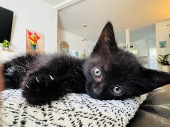 HARMONY -  Domestic Short Hair Cat for Adoption in Tustin, California - HARMONY | PetCurious