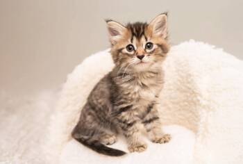 Juniper -  Domestic Long Hair Cat for Adoption in Mobile, Alabama - Juniper | PetCurious