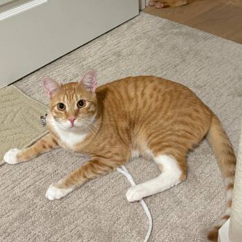 Tabby and Domestic Short Hair Cats Available for Adoption in Morgan Hill, California - Kahuna | PetCurious