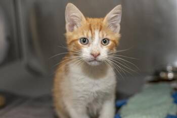 Domestic Medium Hair Cats Available for Adoption in Charlotte, North Carolina - A1262841 | PetCurious