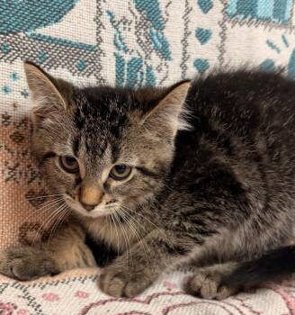 Eddie -  Domestic Short Hair Cat for Adoption in Waterloo, Iowa - Eddie | PetCurious
