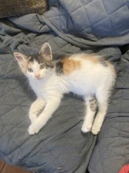 Rescue Domestic Short Hair Cats for Adoption in Picayune, Mississippi - Abby | PetCurious
