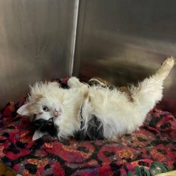 Calico and Domestic Long Hair Cats Available for Adoption in Antioch, California - Pickles | PetCurious