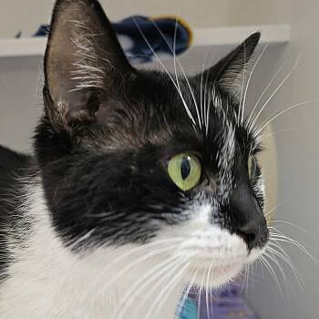 Domestic Short Hair Cats Available for Adoption in Cumming, Georgia - Valentina Girl | PetCurious