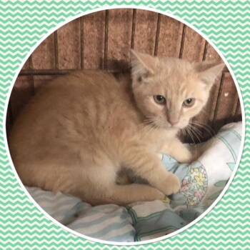 GRIFFIN -  Domestic Short Hair Cat for Adoption in Buckhannon, West Virginia - GRIFFIN | PetCurious