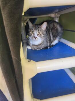 Bengal Cats Available for Adoption - Phoebe | PetCurious