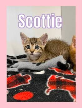 Scottie -  Domestic Short Hair Cat for Adoption in Bossier City, Louisiana - Scottie | PetCurious