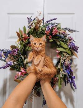 Mandarin -  Domestic Long Hair and Tabby Cat for Adoption in Goodyear, Arizona - Mandarin | PetCurious