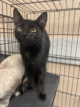 Rescue Domestic Short Hair Cats for Adoption in Fort Worth, Texas - Yuki | PetCurious