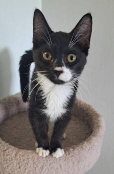 Jackson -  Domestic Short Hair Cat for Adoption in Manning, South Carolina - Jackson | PetCurious
