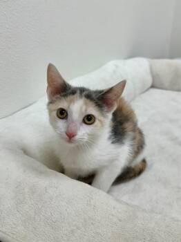 Torrey -  Domestic Short Hair Cat for Adoption in Newberg, Oregon - Torrey | PetCurious