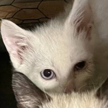 Rescue Domestic Short Hair Cats for Adoption in Washington, District Of Columbia - Matilda & Babies - Baby #3 | PetCurious