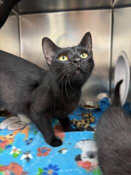Rescue Domestic Short Hair Cats for Adoption in Findlay, Ohio - Raven | PetCurious