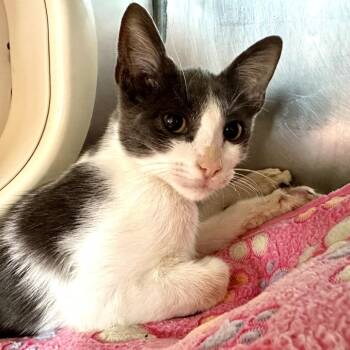 Peggy Guggenheim -  Domestic Short Hair Cat for Adoption in Austin, Texas - Peggy Guggenheim | PetCurious
