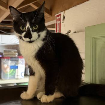 Bianca -  Domestic Medium Hair and Tuxedo Cat for Adoption in East Amherst, New York - Bianca | PetCurious