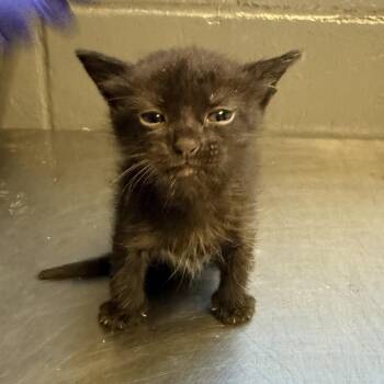 Maven -  Domestic Short Hair Cat for Adoption in Tuscaloosa, Alabama - Maven | PetCurious