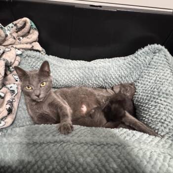 Russian Blue Cats Available for Adoption in Long Beach, California - Roxy | PetCurious