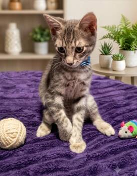 Chase -  Tabby and Domestic Short Hair Cat for Adoption in Fort Myers, Florida - Chase | PetCurious