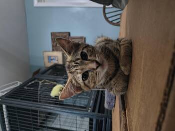 Sellen -  Domestic Short Hair Cat for Adoption in Clayton, North Carolina - Sellen | PetCurious