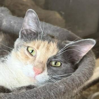 Calico Cats Available for Adoption in Wyandotte, Michigan - Bailey | PetCurious