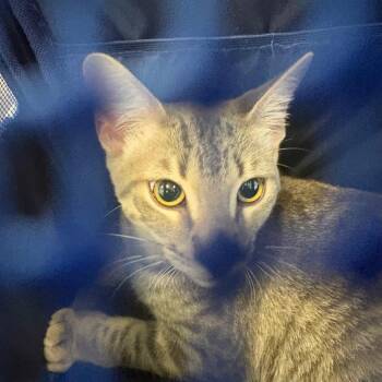 Mr. Darcy -  Domestic Short Hair Cat for Adoption in West Palm Beach, Florida - Mr. Darcy | PetCurious