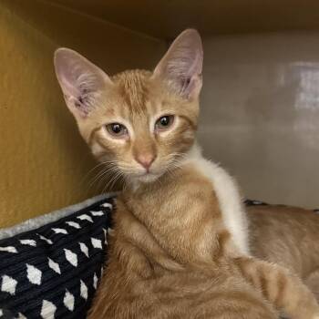 Boots -  Domestic Short Hair Cat for Adoption in Midland, Texas - Boots | PetCurious