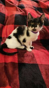 Rescue Domestic Short Hair Cats for Adoption in Saint Francis, Minnesota - Ruby | PetCurious