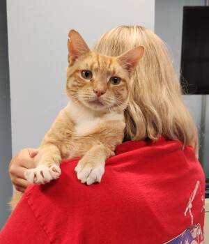 Rescue Domestic Short Hair Cats for Adoption - George | PetCurious