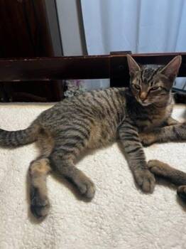 Cilo -  Domestic Short Hair Cat for Adoption in Bellevue, Washington - Cilo | PetCurious