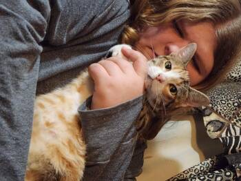 Rescue Domestic Short Hair Cats for Adoption in Mount Pleasant, Texas - Susie Q | PetCurious