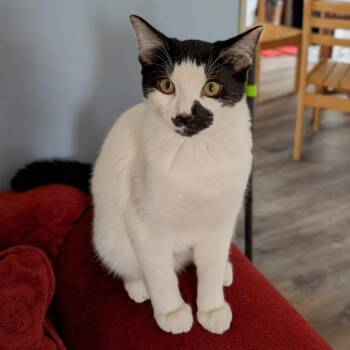 Rescue Domestic Short Hair Cats for Adoption in Silverton, Oregon - Briar Rose (with Tumbleweed) | PetCurious