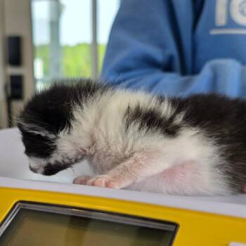 Domestic Short Hair Cats Available for Adoption in Chapel Hill, North Carolina - Figaro | PetCurious