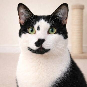 Tuxedo and Domestic Short Hair Cats Available for Adoption in Hillsboro, Texas - Twylite — The Quiet Love You’ve Been Waiting For | PetCurious
