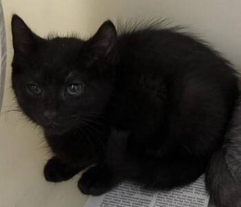 92491a Spring-PetSmart West Ashley -  Domestic Short Hair Cat for Adoption in North Charleston, South Carolina - 92491a Spring-PetSmart West Ashley | PetCurious