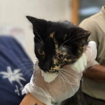 Goosey Loosey -  Domestic Short Hair Cat for Adoption in Charleston, West Virginia - Goosey Loosey | PetCurious