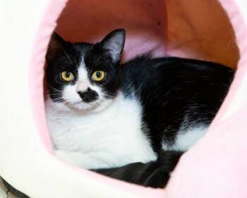 Lia -  Domestic Short Hair Cat for Adoption in Longmont, Colorado - Lia | PetCurious