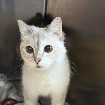 Domestic Short Hair Cats Available for Adoption - Creamy | PetCurious