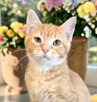 Blake - KITTEN -  Tabby Cat for Adoption in Perry, Iowa - Blake - KITTEN | PetCurious