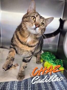 Domestic Short Hair Cats Available for Adoption in Nevada, Iowa - Chaz Cadillac | PetCurious