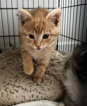Domestic Short Hair Cats Available for Adoption in Hobart, Indiana - Christian Louboutin | PetCurious