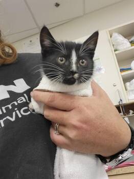 TRINITY -  Domestic Short Hair Cat for Adoption in Albuquerque, New Mexico - TRINITY | PetCurious