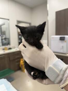 SERAPHINA -  Domestic Short Hair Cat for Adoption in Baytown, Texas - SERAPHINA | PetCurious