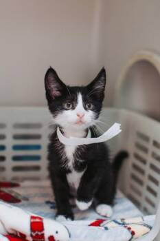 93337a Olive -  Domestic Short Hair Cat for Adoption in North Charleston, South Carolina - 93337a Olive | PetCurious