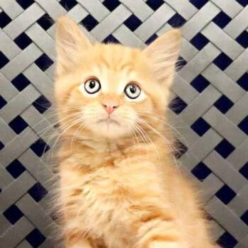 Juno -  Domestic Short Hair Cat for Adoption in Midland, Texas - Juno | PetCurious