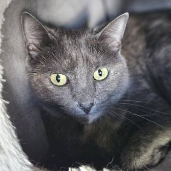 Gidget -  Domestic Short Hair Cat for Adoption in Lakewood, Colorado - Gidget | PetCurious
