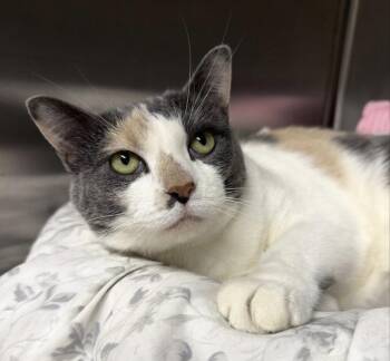 Millie -  Domestic Short Hair Cat for Adoption in Long Beach, New York - Millie | PetCurious
