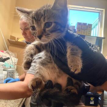 Taffy -  Domestic Short Hair Cat for Adoption in Corinth, Mississippi - Taffy | PetCurious