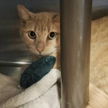 Bentley -  Domestic Short Hair Cat for Adoption in Voorhees Township, New Jersey - Bentley | PetCurious