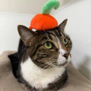 Scarlet -  Domestic Short Hair Cat for Adoption in Tampa, Florida - Scarlet | PetCurious